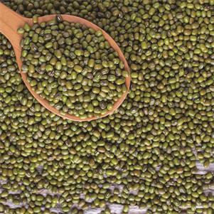 Puy Type Green Lentils